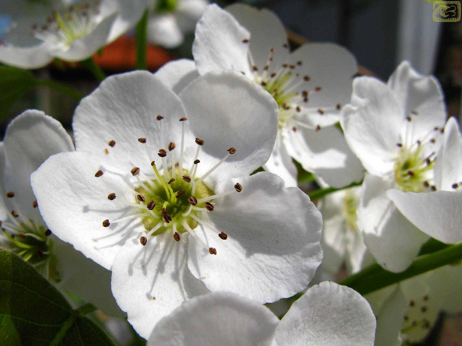 Korean pear blossoms