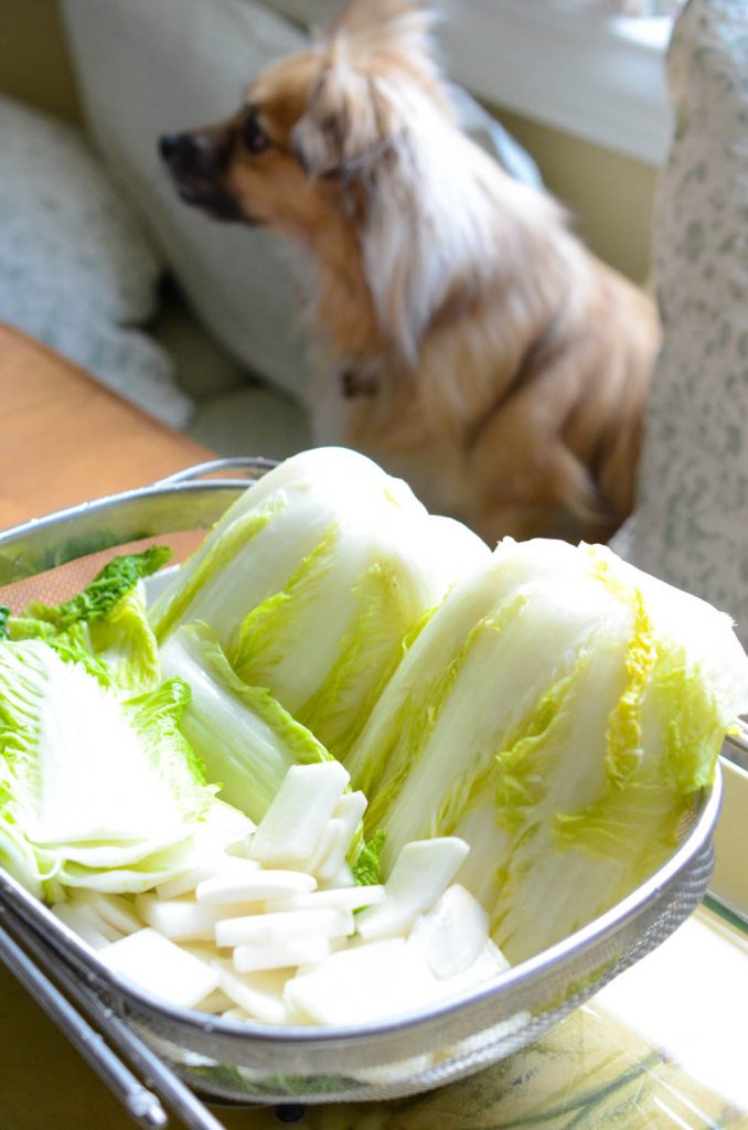 Brined cabbages and radish draining for kimchi