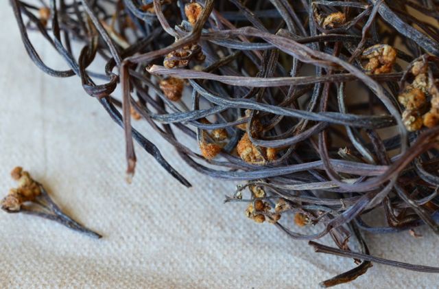 Dried Bracken Fiddlehead Gosari on paper