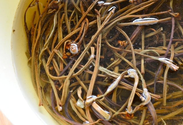 Rehydrating Gosari (Dried Bracken) soaking in water