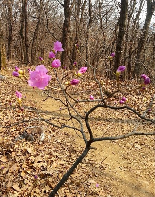 Korean Azalea Flowers (Jindalae kkot 진달래꽃)