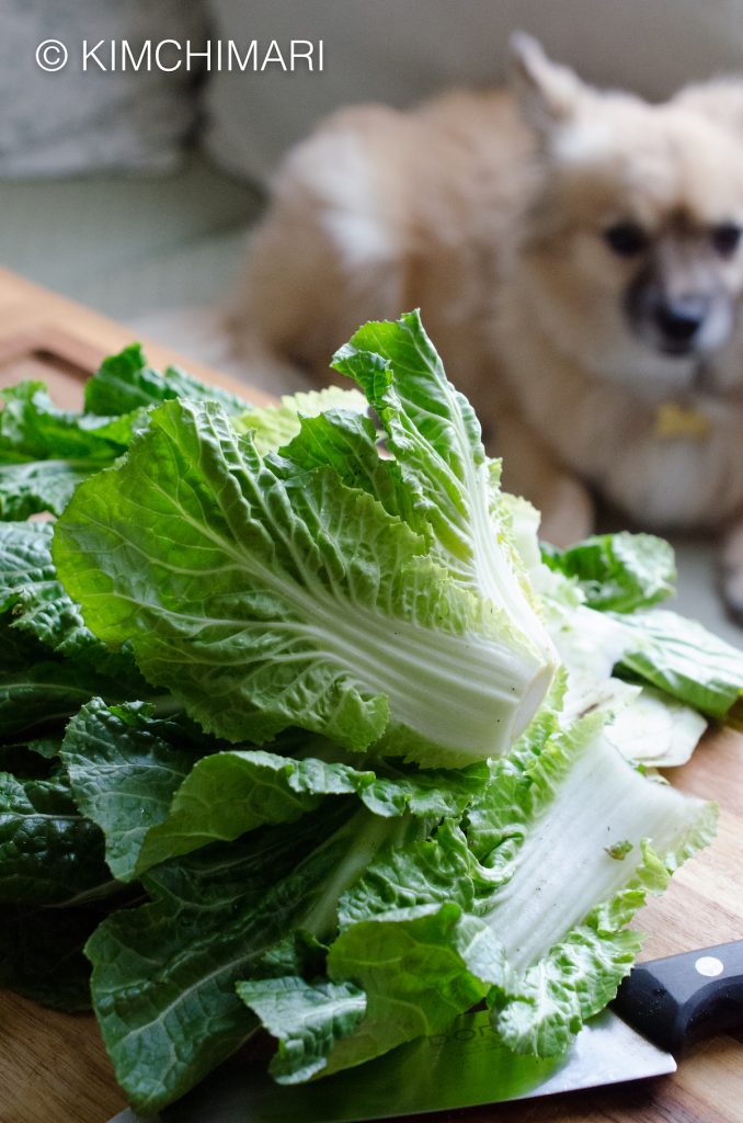 Korean Spring Cabbage cut for kimchi