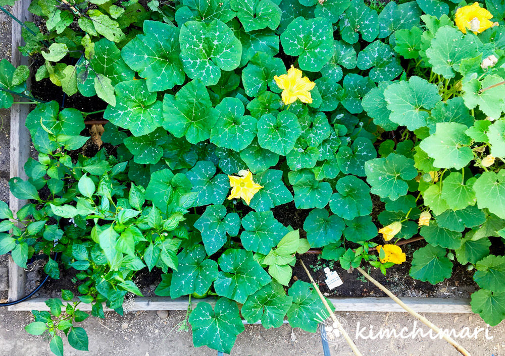 top view of korean vegetable garden of squash and cucumber