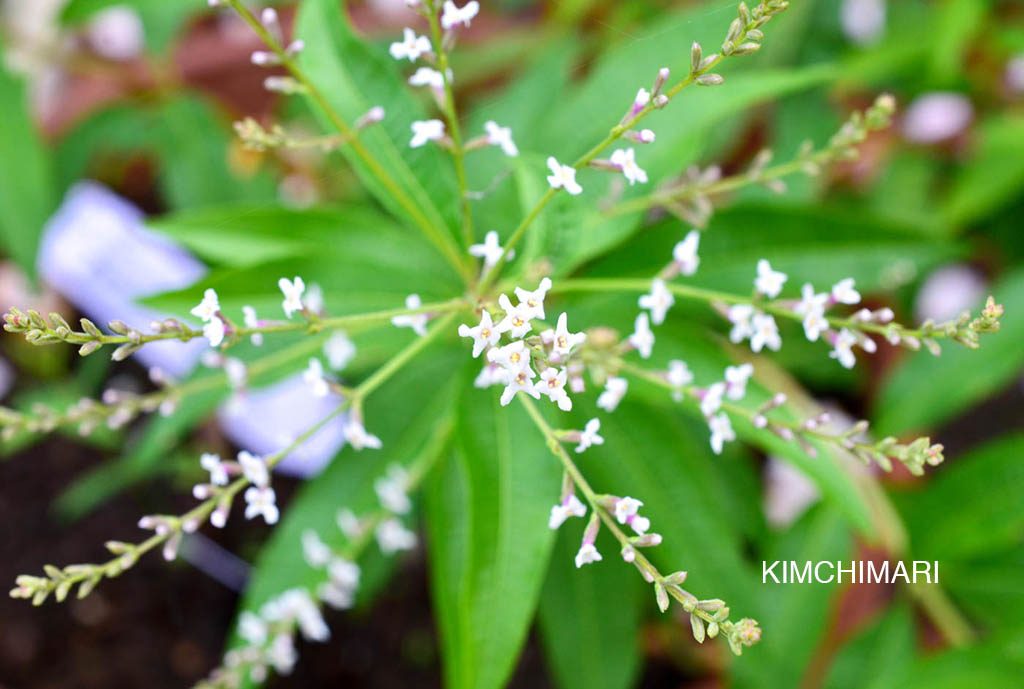 Lemon Verbena herb flowers