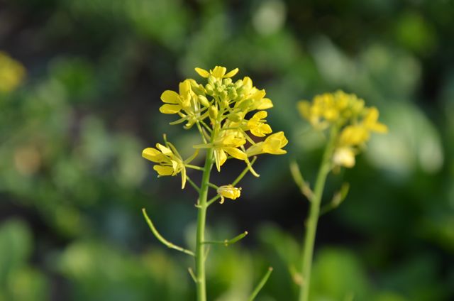 Korean Mustard (Gaat 갓) flower