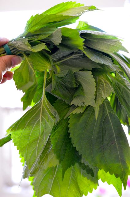 Bunch of perilla leaves and stem